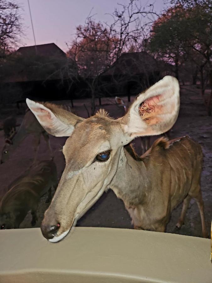 דירות מרלות' פארק Kudus Crest Bush Retreat מראה חיצוני תמונה
